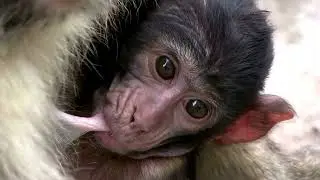 Baby Monkey Breastfeeding