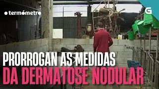 PRORROGAN as MEDIDAS da DERMATOSE NODULAR | O TERMÓMETRO