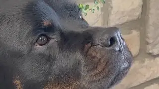 FOX31 viewers help service dog get surgery