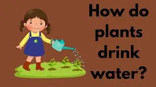 How Do Plants Drink Water? | Explainer Video