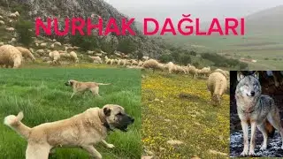 KÖPEKSİZ SÜRÜYE KURDUN TELİKESİ KARO COŞTU