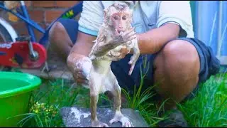 Adorable Roki Monkey have a bathing  with warm water so comfort