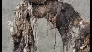 Foam Giant 