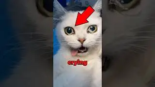 Кот плачет слезами 😢
