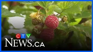 Recent rain has berry farm preparing for a big season