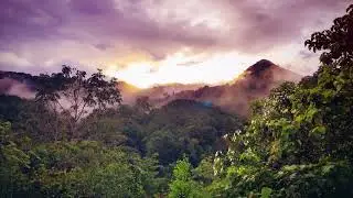Amazon Jungle Sunrise - Relax | Concentrate | Focus | Background Music | Nature