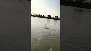 kon se machil hei oo   कोणतं मासा आहे तो सांग बर       #shorts #fishingvideo #hkvtuber #fyp