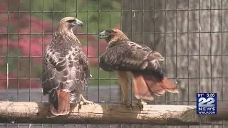How animals at the Forest Park Zoo deal with the heat