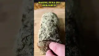 DAGING TUNA INI BERJAMUR #informatif #faktaunik #shorts