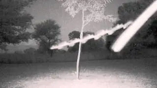 Insects trigger the camera - SafariSpy