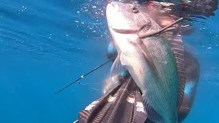 PESCA SUB SUD SARDEGNA-SULCIS:ORATONEEEEEEE XXL E DENTICIONI.