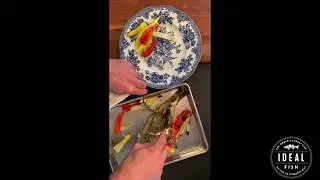 Chef Barton Seaver's recipe - Ideal Fish Whole Branzino