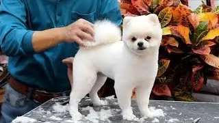 윤형석애견미용원 James' Dog grooming Salon T.016-680-0700