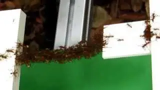 Experimental ant bridge