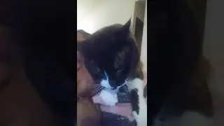 #Funniest cat alive  #CATLOVERS  #FUNNYVIDEO #HUMANCAT #SMARTCATS