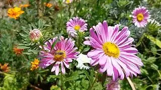 Transylvanian Blooms: A Colorful August Garden