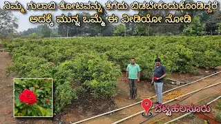 Watch before you remove your rose plants | This video might change your decision |