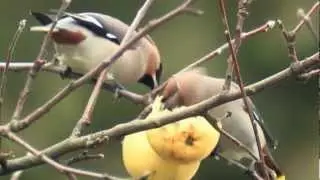 Свиристель (Bombycilla garrulus) | Film Studio Aves