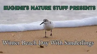 Sanderlings Running on a Winter Beach - Shorebirds in 4K