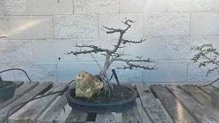 Arce P. Atropurpureum sobre roca - Poda y alambrado (30/12/2025)
