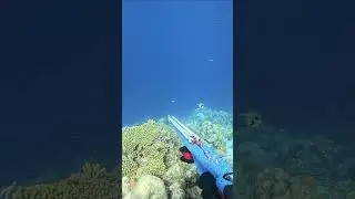 Girl uses the sanding technique #spearfishing