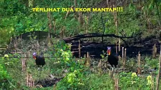dua langsung gess berburu ayam hutan