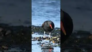 Magellanic Oystercatcher - Rockjumper Birding Tours