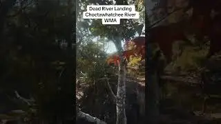 A really cool free campsite about a 40 minute drive to Panama City Beach. 🏕️ 🏕️🏕️