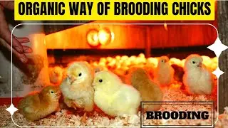Everything You Need To Know About ORGANIC BROODING OF CHICKS | How To Do It Like A PRO Farmer 💯