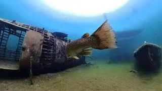 The Best Inland Diving In The Midwest!