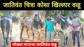 ♦️ मोठ्या मापाचा जातिवंत चित्रा कोसा खिल्लार वळू || माहिती व मुलाखत || Khillar Premi Pandharpurkar 