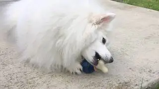 Thanksgiving Treat for my Dog / Dog Toy and Treats