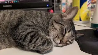 Tiger's whisker is moving (in REM sleep)