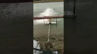 shrimp farming odisha