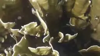 blade fire coral
