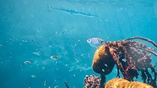 Крокодил лонгтом &mdash; промысловая рыба семейства Belonidae. Это самый крупный представитель своего..