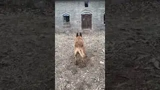 Army German Shepherd dog video games #freefire #shorts #instrumental#totalgaming#newstatus#youtuber