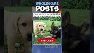 The Most Wholesome Memes! 😃 #shorts