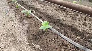 ORALIQ BODIRING EKDIK VA BIZ QILGAN XATOLARNI ASLO QILMANG