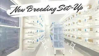 SNEAK PEEK of the new AVIARY | BIRD ROOM #shorts