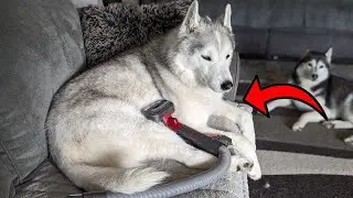Use Your DYSON To Groom Your Dogs With This Kit!