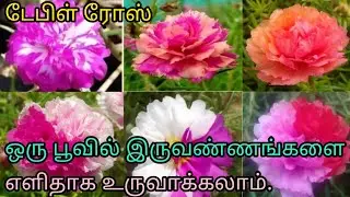 டேபிள்ரோஸ் ஒருபூவில் இரு வண்ணங்கள் உருவாக்கலாம்Tablerose bouble colour in single flower simple trick