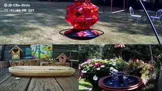 Chipmunks, Hummingbirds, and other Winged Wonders  #Chipmunks #asmr #beauty