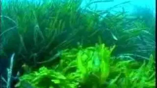 Caulerpa taxifolia : une menace en Méditerranée