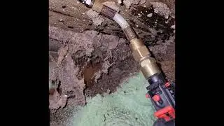 Carpenter Ant Nest Treatment