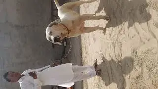 #indianmasttiff #bullykuta #bullykuttatraining  top quality bully kutta (Indian mastiff) female