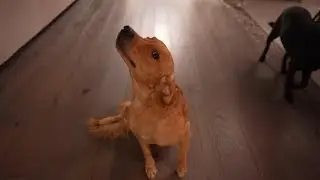 This Guilty Boi Did A Bad - Daily Vlog 13