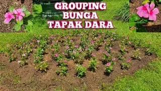 Cara Membuat Grouping Bunga Tapak Dara | BUTANI CHANNEL