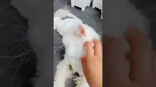 meow edit gone wrong