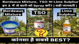 Bordeaux Mixture, TSO या Lime Sulphur &ndash; इन 3 में से कौन-सी Spray करें? | सही जानकारी